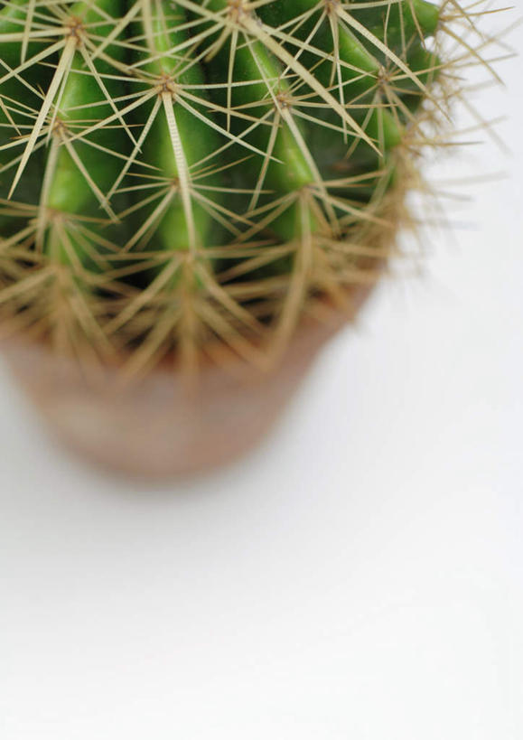 无人,竖图,俯视,室内,特写,白天,白色背景,美景,植物,仙人掌,静物,火焰,盆栽,景观,草药,盆景,中药,绿色,自然,景色,摄影,影棚,生长,成长,一盆,自然风光,药材,中草药,中药材,本草,牛舌头,玉芙蓉,仙巴掌,火掌,霸王树,彩图,高角度拍摄,影棚拍摄,拍摄