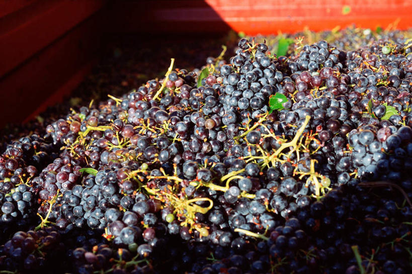 无人,横图,俯视,室外,白天,葡萄,水果,一堆,许多,阴影,堆叠,堆积,新鲜,光线,影子,生食,食品,果实,食物,阳光,容器,箱子,有机食品,绿色食品,堆,山葫芦,蒲桃,草龙珠,彩图,高角度拍摄