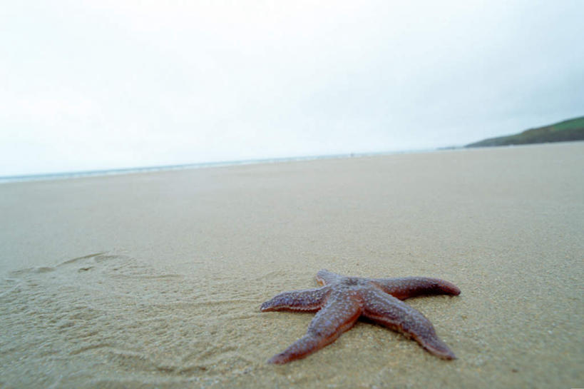 无人,横图,俯视,室外,白天,海浪,海洋,沙滩,海星,沙子,海岸,浪花,水平线,海平线,沙地,海洋生物,一个,蓝色,蓝天,天空,自然,海水,动物,天,生物,晴朗,单个,海景,万里无云,棘皮动物门,大海,风浪,海,海水的波动,海滩,近岸浪,涌浪,晴空,晴空万里,星鱼,彩图,高角度拍摄