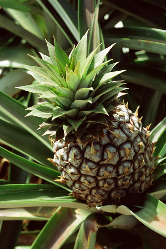无人,竖图,俯视,室外,特写,白天,菠萝,静物,水果,叶子,阴影,新鲜,光线,影子,生食,食品,果实,绿叶,食物,一个,绿色,阳光,嫩叶,有机食品,绿色食品,单个,叶,叶片,凤梨,彩图,高角度拍摄