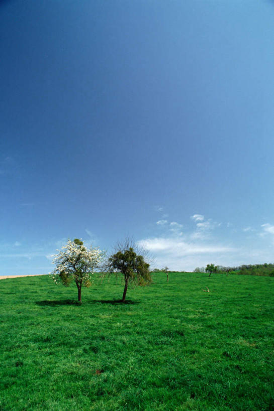 无人,竖图,室外,特写,白天,正面,草地,草原,草坪,树林,植物,许多,阴影,盛开,光线,影子,云,云朵,花蕾,云彩,草,花,花瓣,花朵,鲜花,树,树木,蓝色,绿色,白色,白云,蓝天,天空,阳光,自然,天,花苞,花蕊,生长,成长,彩图