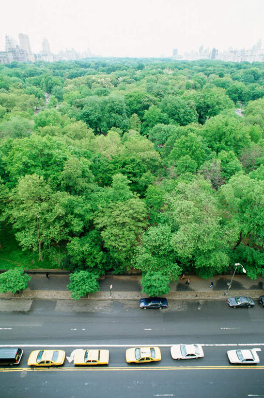 无人,竖图,俯视,室外,特写,白天,度假,美景,树林,植物,城市风光,城市,道路,路,路灯,公路,汽车,静物,照明,纽约,美国,一排,整齐,景观,云,云朵,灯光,曼哈顿,交通,云彩,娱乐,车,灯,树,树木,排列,蓝色,绿色,白云,蓝天,天空,自然,交通工具,轿车,天,享受,休闲,景色,放松,生长,成长,照亮,北美,北美洲,照明设备,队列,美洲,中央公园,纽约州,帝国之州,帝国州,北亚美利加洲,亚美利加洲,马路,彩图,高角度拍摄,曼哈顿岛
