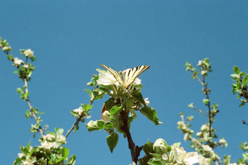 无人,站,横图,室外,白天,仰视,旅游,度假,美景,蝴蝶,叶子,阴影,盛开,光线,昆虫,影子,景观,绿叶,花蕾,娱乐,花,花瓣,花朵,鲜花,一只,蓝色,蓝天,天空,阳光,自然,动物,天,花苞,花蕊,站着,享受,休闲,嫩叶,景色,放松,自然风光,益虫,叶,叶片,站立,彩图,低角度拍摄
