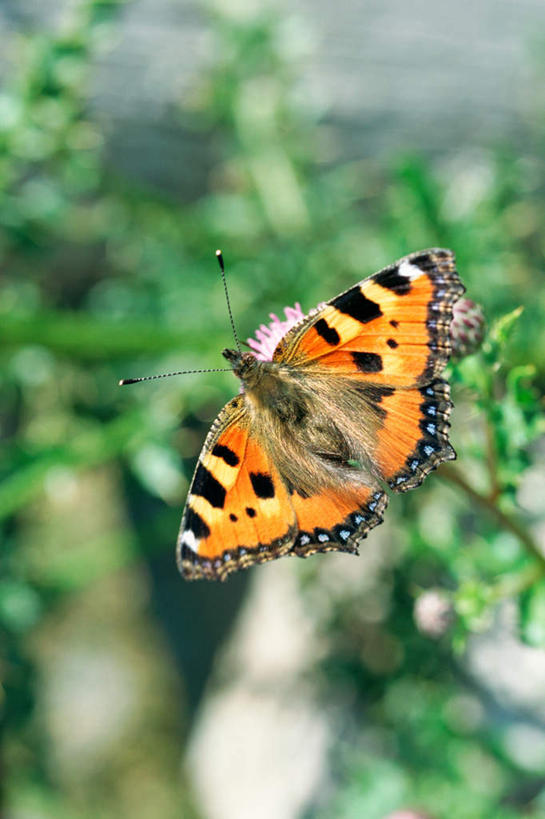 无人,站,横图,室外,白天,正面,旅游,度假,美景,蝴蝶,叶子,阴影,朦胧,模糊,盛开,光线,昆虫,影子,斑点,景观,绿叶,花蕾,娱乐,花,花瓣,花朵,鲜花,一只,蓝色,蓝天,天空,阳光,自然,动物,天,花苞,花蕊,站着,享受,休闲,橙色,嫩叶,景色,放松,自然风光,益虫,叶,叶片,站立,彩图