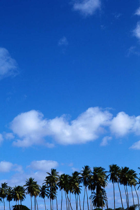 无人,竖图,室外,白天,正面,旅游,度假,美景,树林,植物,棕榈树,叶子,一排,整齐,景观,云,云朵,绿叶,云彩,娱乐,树,树木,排列,蓝色,绿色,白云,蓝天,天空,自然,天,享受,休闲,嫩叶,景色,南美,放松,生长,成长,南美洲,西印度群岛,拉丁美洲,队列,自然风光,美洲,棕榈叶,亚美利加洲,南亚美利加洲,叶,叶片,彩图