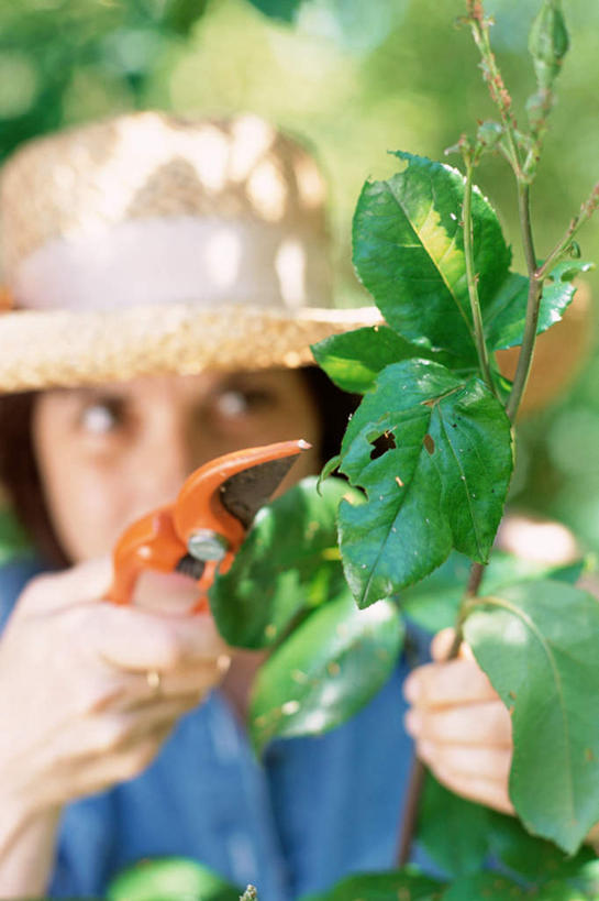 西方人,一个人,站,竖图,室外,白天,正面,叶子,欧洲,欧洲人,仅一个年轻女性,仅一个女性,仅一个人,修剪,阴影,朦胧,模糊,光线,工具,剪刀,影子,园艺,绿叶,拿,拿着,阳光,站着,嫩叶,裁剪,剪子,剪裁,切割,年轻女性,女人,女性,白种人,叶,叶片,站立,半身,彩图