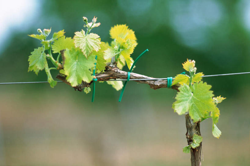 无人,横图,室外,白天,正面,旅游,度假,美景,植物,叶子,朦胧,模糊,景观,绿叶,娱乐,树,树干,树木,绿色,自然,享受,休闲,嫩叶,景色,放松,生长,成长,自然风光,叶,叶片,彩图