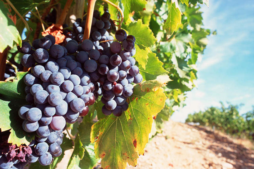 无人,果园,横图,室外,白天,正面,旅游,度假,美景,田园,葡萄,水果,叶子,阴影,新鲜,光线,影子,景观,生食,食品,果实,绿叶,串,娱乐,葡萄园,食物,紫色,阳光,自然,庄园,享受,休闲,嫩叶,景色,放松,有机食品,绿色食品,自然风光,叶,叶片,山葫芦,蒲桃,草龙珠,彩图