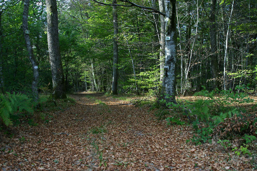 无人,横图,室外,白天,正面,旅游,度假,草地,草坪,美景,树林,植物,道路,路,阴影,光线,影子,景观,小路,落叶,交通,娱乐,草,树,树木,树叶,绿色,阳光,自然,享受,休闲,景色,放松,乡间小路,生长,成长,自然风光,彩图