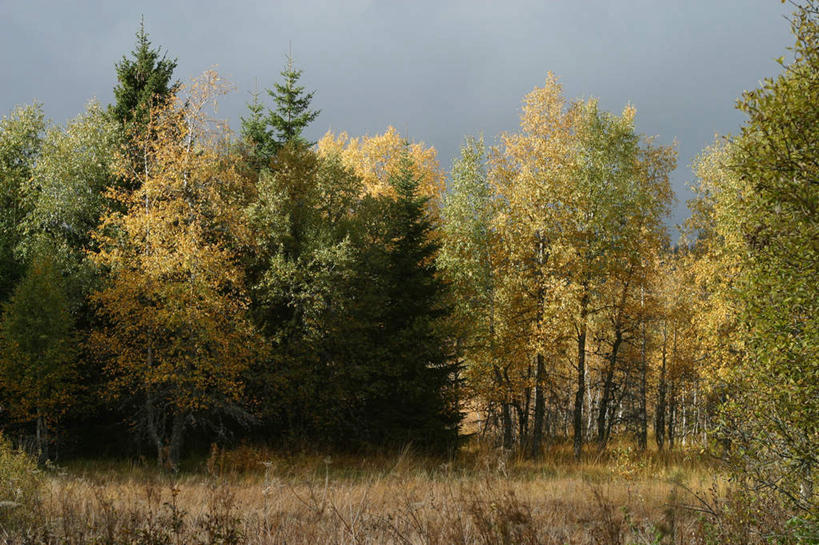无人,横图,室外,白天,正面,旅游,度假,美景,秋季,树林,植物,许多,阴影,枯萎,光线,影子,景观,枯草,娱乐,草,树,树木,黄色,绿色,天空,阳光,自然,天,享受,休闲,景色,放松,生长,成长,自然风光,秋,秋天,彩图