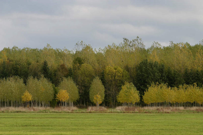 无人,横图,室外,白天,正面,旅游,度假,草地,草坪,美景,树林,植物,许多,阴影,光线,影子,景观,云,云朵,云彩,娱乐,草,树,树木,排列,绿色,白云,天空,阳光,自然,天,享受,休闲,景色,放松,生长,成长,队列,自然风光,彩图