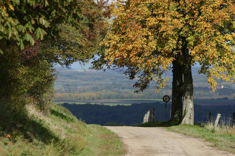 无人,横图,室外,白天,正面,旅游,度假,草地,草坪,美景,秋季,山,山脉,树林,植物,道路,路,许多,阴影,光线,影子,景观,山峰,小路,交通,山峦,娱乐,草,树,树木,黄色,绿色,阳光,自然,群山,享受,休闲,景色,放松,乡间小路,生长,成长,自然风光,秋,秋天,彩图