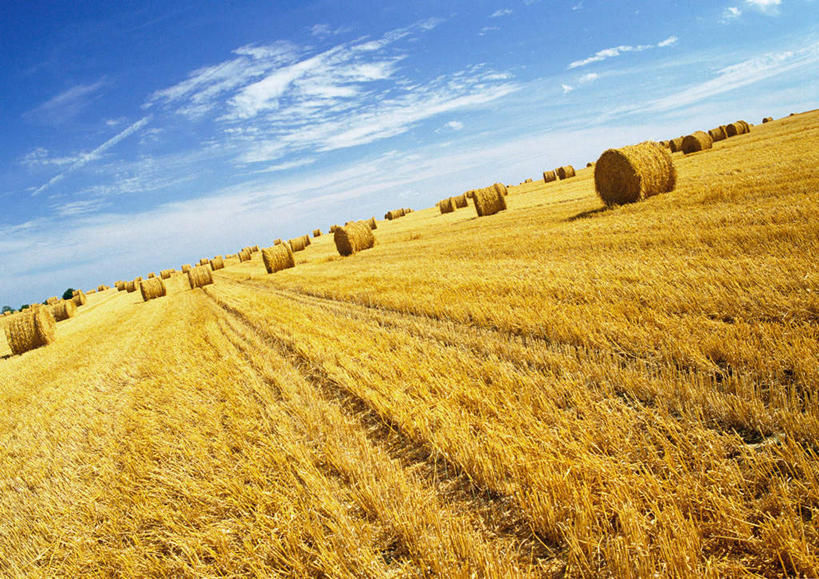 无人,农田,横图,俯视,室外,白天,旅游,度假,庄稼,美景,秋季,许多,阴影,丰收,光线,影子,稻田,景观,云,云朵,云彩,娱乐,排列,蓝色,白云,蓝天,天空,阳光,自然,天,享受,休闲,稻谷,景色,放松,收获,队列,自然风光,稻草垛,秋,秋天,彩图,高角度拍摄,耕地,庄稼田