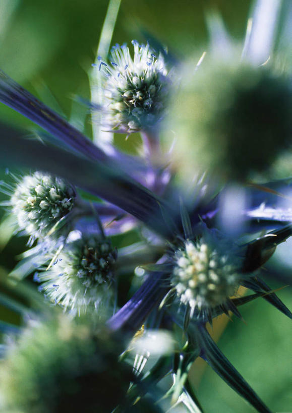 无人,竖图,室外,特写,白天,正面,植物,叶子,许多,阴影,朦胧,模糊,光线,影子,绿叶,草药,中药,阳光,嫩叶,蓟,药材,中草药,中药材,本草,大蓟,刺蓟,叶,叶片,彩图