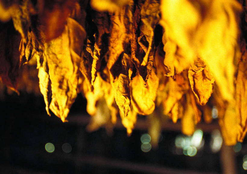 无人,横图,室外,特写,白天,正面,叶子,古巴,许多,吊挂,悬挂,阴影,朦胧,模糊,光线,影子,挂,黄色,阳光,北美,北美洲,古巴共和国,叶,叶片,烟草,彩图