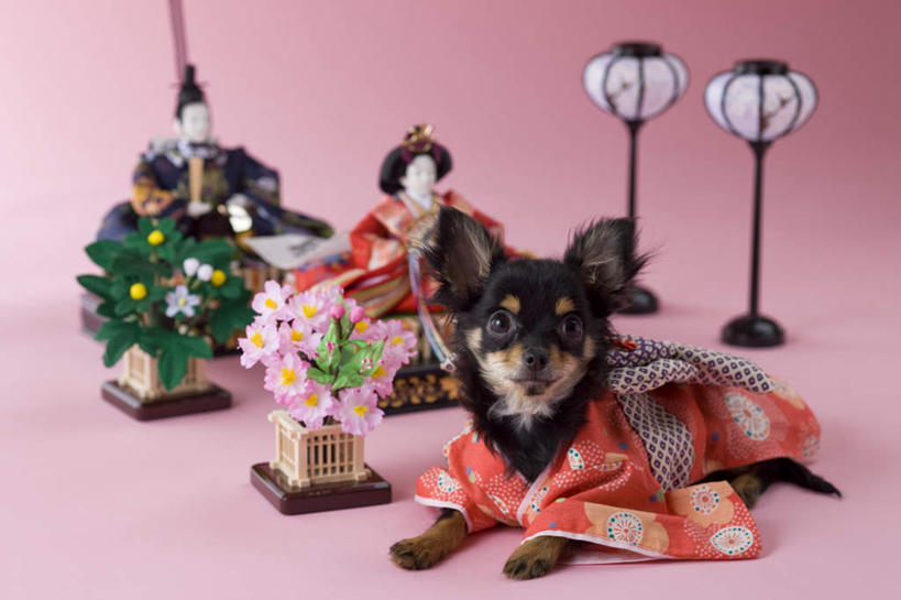 无人,躺,横图,室内,白天,正面,民族服装,宠物,狗,玩具,粉色背景,和服,朦胧,模糊,日本文化,灯笼,玩偶,吉娃娃,注视,文化,动物,观察,看,两只,可爱,摄影,服饰,影棚,观看,察看,关注,忠诚,芝娃娃,奇娃娃,吴服,唐草,唐花,唐锦,吉娃娃犬,齐花花,卧着,犬,抬头,躺着,卧,仰头,彩图,全身,影棚拍摄,传统服装,民俗服,拍摄,传统文化