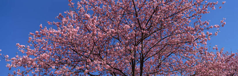 无人,横图,室外,白天,仰视,旅游,度假,幸福,纯洁,美景,樱花,静冈县,日本,亚洲,日本文化,盛开,景观,花蕾,娱乐,花,花瓣,花朵,鲜花,粉色,蓝色,蓝天,天空,自然,天,春天,花苞,花蕊,享受,休闲,景色,放松,等待,生命,自然风光,东亚,本州,本州岛,日本国,中部地方,静冈,仙樱花,福岛樱,青肤樱,高尚,热烈,荆桃,彩图,低角度拍摄