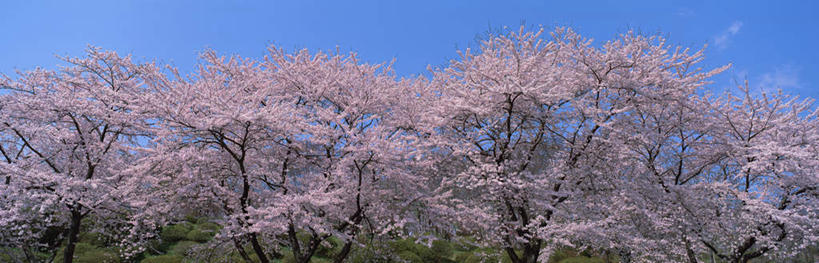 无人,横图,室外,白天,仰视,旅游,度假,幸福,纯洁,美景,森林,树林,植物,樱花,静冈县,日本,亚洲,一排,盛开,景观,云,云朵,花蕾,云彩,娱乐,花,花瓣,花朵,鲜花,树,树木,蓝色,绿色,白云,蓝天,天空,自然,天,春天,花苞,花蕊,享受,休闲,景色,放松,生长,成长,等待,生命,自然风光,东亚,本州,本州岛,日本国,中部地方,静冈,仙樱花,福岛樱,青肤樱,高尚,热烈,荆桃,彩图,低角度拍摄