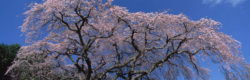 无人,横图,室外,白天,仰视,旅游,度假,幸福,纯洁,美景,樱花,静冈县,日本,亚洲,盛开,景观,云,云朵,花蕾,云彩,娱乐,花,花瓣,花朵,鲜花,蓝色,白云,蓝天,天空,自然,天,春天,花苞,花蕊,享受,休闲,景色,放松,等待,生命,自然风光,东亚,本州,本州岛,日本国,中部地方,静冈,仙樱花,福岛樱,青肤樱,高尚,热烈,荆桃,彩图,低角度拍摄