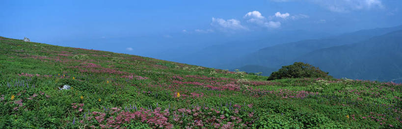 无人,横图,室外,白天,正面,旅游,度假,草地,草坪,花海,花圃,美景,森林,山,山脉,树林,植物,叶子,日本,亚洲,盛开,景观,山峰,云,云朵,山峦,花蕾,云彩,娱乐,草,花,花瓣,花朵,鲜花,树,树木,蓝色,绿色,白云,蓝天,天空,自然,花丛,花束,花田,群山,天,花苞,花蕊,享受,休闲,景色,放松,生长,成长,自然风光,东亚,本州,本州岛,日本国,近畿地方,近畿,滋贺,滋贺县,彩图