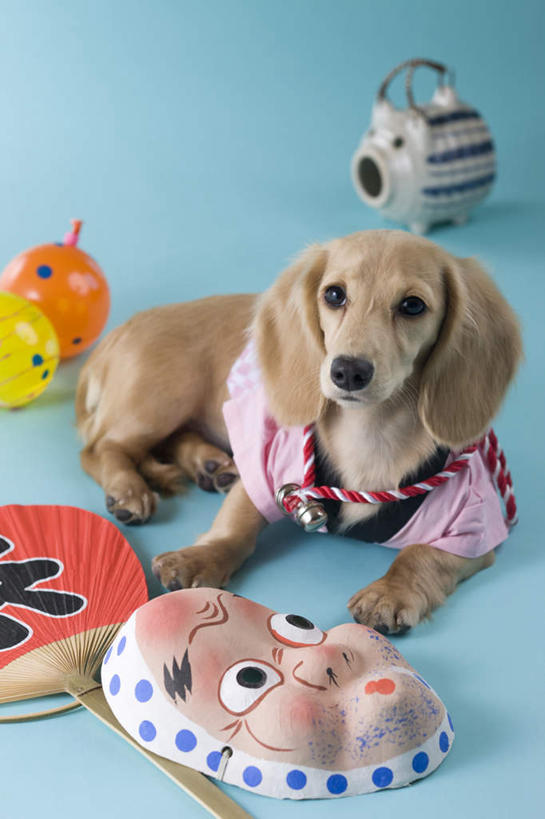 无人,躺,竖图,俯视,室内,白天,宠物,狗,蓝色背景,日本文化,日文,腊肠犬,标志,面具,扇子,文字,字符,注视,标识,动物,容器,观察,看,可爱,摄影,影棚,观看,察看,关注,忠诚,日语,卧着,犬,抬头,躺着,卧,仰头,彩图,高角度拍摄,全身,影棚拍摄,拍摄,传统文化