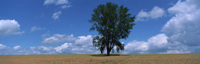 无人,横图,全景,室外,白天,仰视,旅游,度假,草地,草坪,美景,山,山脉,天际线,植物,北海道,日本,亚洲,景观,山峰,山峦,娱乐,草,树,树木,绿色,天空,自然,群山,天,享受,休闲,景色,放松,生长,成长,自然风光,东亚,日本国,北海道地方,北海道岛,美瑛,彩图,低角度拍摄