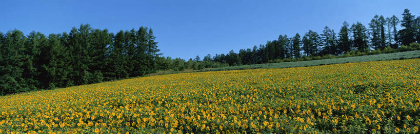无人,横图,全景,室外,白天,正面,旅游,度假,草地,草坪,美景,森林,山,山脉,树林,天际线,植物,北海道,日本,亚洲,景观,山峰,山峦,娱乐,草,树,树木,绿色,天空,自然,群山,天,享受,休闲,景色,放松,生长,成长,自然风光,东亚,日本国,北海道地方,北海道岛,美瑛,彩图