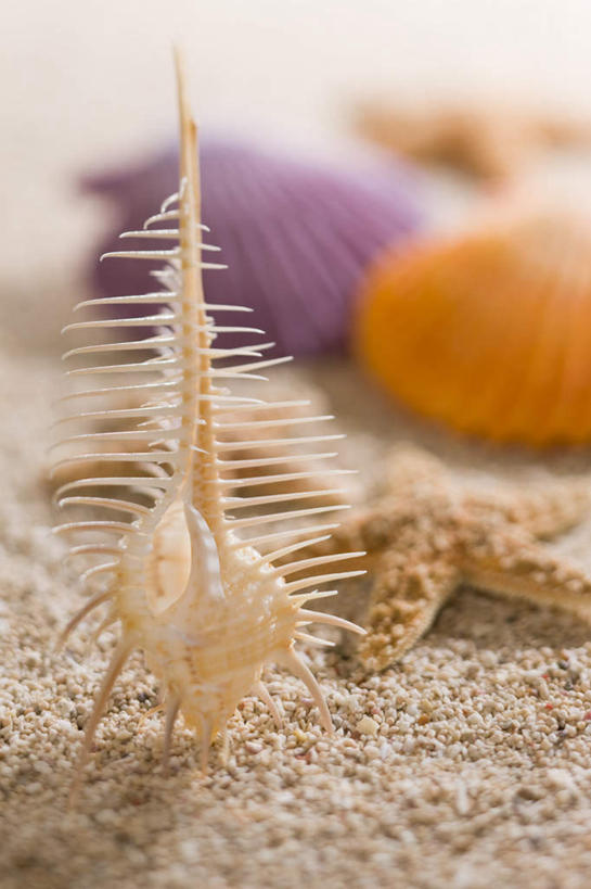 无人,竖图,俯视,室内,白天,沙滩,海星,贝壳,阴影,黄色背景,朦胧,模糊,反射,沙子,影子,海岸,沙地,海洋生物,一只,自然,动物,生物,摄影,影棚,棘皮动物门,贝类外壳,海螺壳,软体动物外壳,海滩,星鱼,彩图,高角度拍摄,影棚拍摄,拍摄