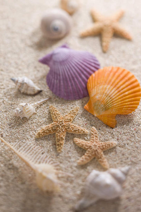 无人,竖图,俯视,室内,白天,沙滩,海星,贝壳,三只,阴影,黄色背景,朦胧,模糊,反射,沙子,影子,海岸,沙地,海洋生物,自然,动物,生物,摄影,影棚,棘皮动物门,贝类外壳,海螺壳,软体动物外壳,海滩,星鱼,彩图,高角度拍摄,影棚拍摄,拍摄