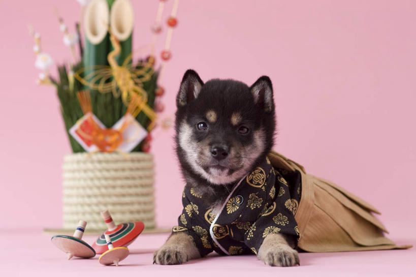 无人,坐,横图,室内,白天,正面,民族服装,宠物,狗,玩具,新年,阴影,粉色背景,和服,日本文化,装饰,柴犬,影子,注视,文化,一只,动物,陀螺,观察,看,可爱,摄影,服饰,影棚,观看,华丽,修饰,点缀,察看,关注,日本柴犬,东亚文化,忠诚,吴服,唐草,唐花,唐锦,门松,衬托,美观,雅致,雅观,西巴犬,长寿,犬,坐着,彩图,全身,影棚拍摄,传统服装,民俗服,拍摄,传统文化