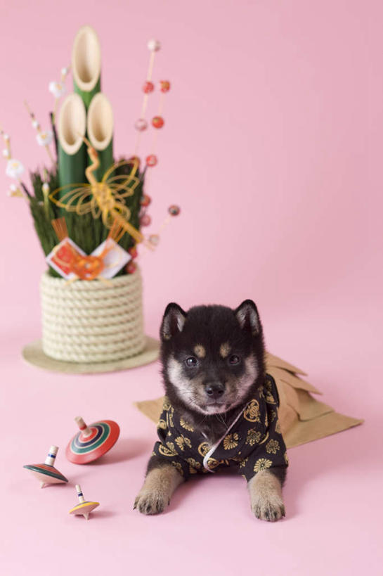 无人,坐,竖图,室内,白天,正面,民族服装,宠物,狗,玩具,新年,阴影,粉色背景,和服,日本文化,装饰,柴犬,影子,注视,文化,一只,动物,陀螺,观察,看,可爱,摄影,服饰,影棚,观看,华丽,修饰,点缀,察看,关注,日本柴犬,东亚文化,忠诚,吴服,唐草,唐花,唐锦,门松,衬托,美观,雅致,雅观,西巴犬,长寿,犬,坐着,彩图,全身,影棚拍摄,传统服装,民俗服,拍摄,传统文化