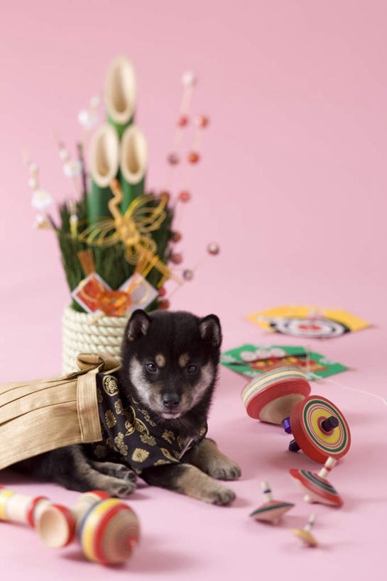 无人,竖图,俯视,室内,白天,民族服装,游戏,宠物,狗,新年,阴影,粉色背景,和服,日本文化,装饰,柴犬,影子,玩,注视,文化,娱乐,一只,动物,陀螺,观察,看,休闲,可爱,益智,摄影,服饰,影棚,观看,活动,华丽,修饰,点缀,察看,发泄,关注,消遣,智力,日本柴犬,东亚文化,忠诚,吴服,唐草,唐花,唐锦,门松,宣泄,衬托,美观,雅致,雅观,西巴犬,长寿,陀罗,干乐,冰尜,打老牛,独乐,犬,玩耍,嬉戏,彩图,高角度拍摄,全身,影棚拍摄,传统服装,民俗服,拍摄,传统文化