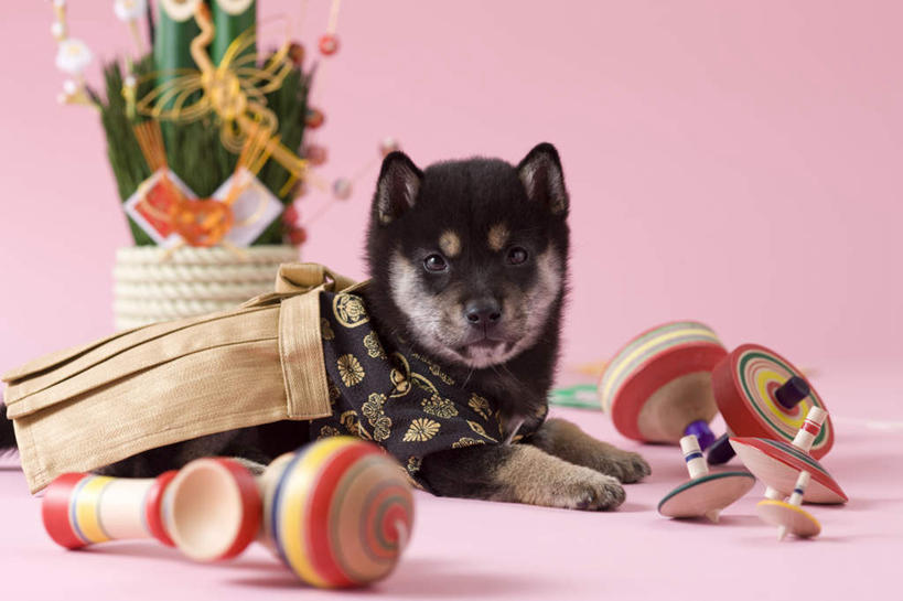 无人,横图,俯视,室内,白天,民族服装,游戏,宠物,狗,新年,阴影,粉色背景,和服,日本文化,装饰,柴犬,影子,玩,注视,文化,娱乐,一只,动物,陀螺,观察,看,休闲,可爱,益智,摄影,服饰,影棚,观看,活动,华丽,修饰,点缀,察看,发泄,关注,消遣,智力,日本柴犬,东亚文化,忠诚,吴服,唐草,唐花,唐锦,门松,宣泄,衬托,美观,雅致,雅观,西巴犬,长寿,陀罗,干乐,冰尜,打老牛,独乐,犬,玩耍,嬉戏,彩图,高角度拍摄,全身,影棚拍摄,传统服装,民俗服,拍摄,传统文化