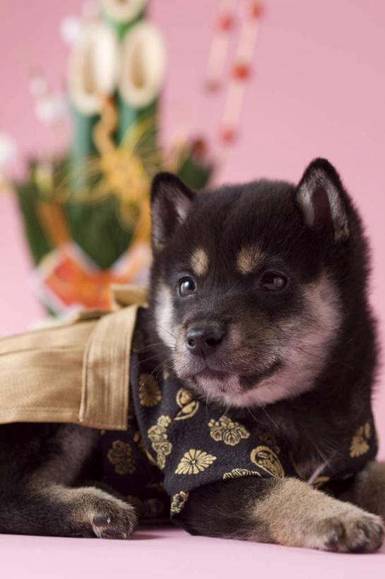 无人,竖图,室内,白天,正面,民族服装,游戏,宠物,狗,新年,阴影,粉色背景,和服,日本文化,装饰,柴犬,影子,玩,注视,文化,娱乐,一只,动物,陀螺,观察,看,趴着,休闲,可爱,益智,摄影,服饰,影棚,观看,活动,华丽,修饰,点缀,察看,发泄,关注,消遣,智力,日本柴犬,东亚文化,忠诚,吴服,唐草,唐花,唐锦,门松,宣泄,衬托,美观,雅致,雅观,西巴犬,长寿,陀罗,干乐,冰尜,打老牛,独乐,犬,趴,玩耍,嬉戏,半身,彩图,影棚拍摄,传统服装,民俗服,拍摄,传统文化