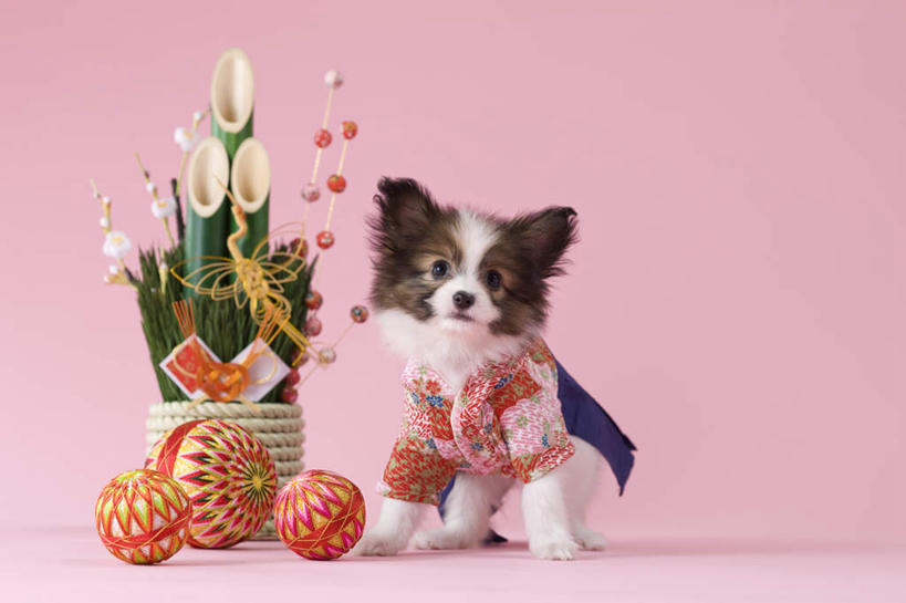 无人,站,横图,室内,白天,正面,民族服装,植物,宠物,狗,玩具,新年,阴影,粉色背景,和服,日本文化,盆栽,影子,盆景,注视,文化,蝶耳犬,蝴蝶犬,一个,一只,绿色,自然,动物,陀螺,观察,看,站着,可爱,摄影,服饰,影棚,生长,单个,成长,观看,察看,关注,东亚文化,忠诚,吴服,唐草,唐花,唐锦,门松,巴比伦犬,犬,彩图,全身,影棚拍摄,传统服装,民俗服,拍摄,传统文化