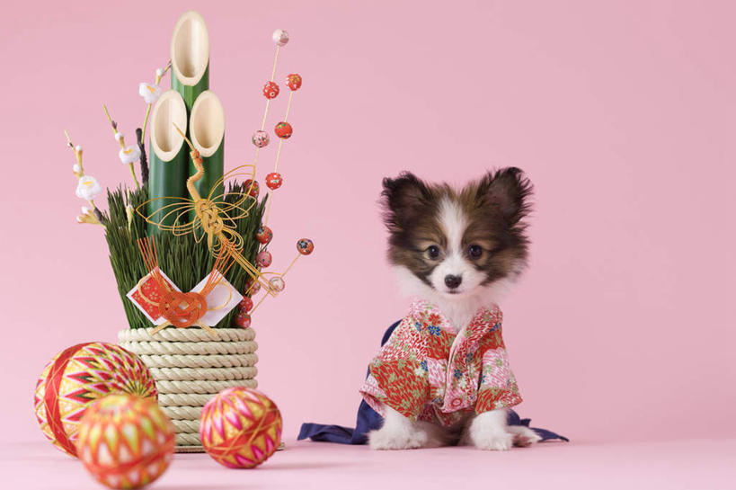 无人,坐,横图,室内,白天,正面,民族服装,植物,宠物,狗,玩具,新年,阴影,粉色背景,和服,日本文化,盆栽,影子,盆景,文化,蝶耳犬,蝴蝶犬,球,一个,一只,绿色,自然,动物,球体,可爱,摄影,服饰,皮球,影棚,生长,单个,成长,东亚文化,忠诚,吴服,唐草,唐花,唐锦,门松,巴比伦犬,犬,坐着,彩图,影棚拍摄,传统服装,民俗服,拍摄,传统文化