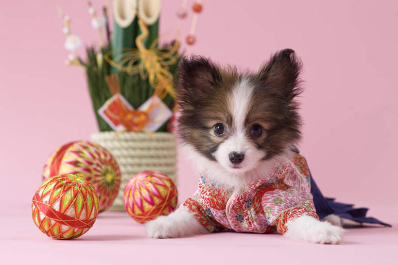 无人,躺,横图,室内,白天,正面,民族服装,植物,宠物,狗,玩具,新年,阴影,粉色背景,和服,日本文化,盆栽,影子,盆景,文化,蝶耳犬,蝴蝶犬,球,一个,一只,绿色,自然,动物,球体,可爱,摄影,服饰,皮球,影棚,生长,单个,成长,东亚文化,忠诚,吴服,唐草,唐花,唐锦,门松,巴比伦犬,卧着,犬,躺着,卧,彩图,影棚拍摄,传统服装,民俗服,拍摄,传统文化