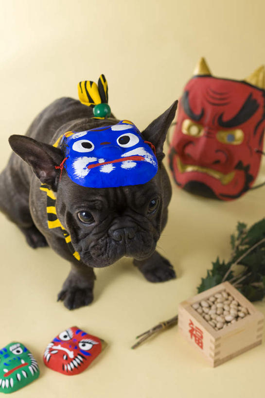 无人,躺,竖图,俯视,室内,白天,植物,宠物,狗,豆,大豆,蔬菜,一堆,许多,阴影,堆叠,堆积,黄色背景,日本文化,新鲜,斗牛犬,面具,木盒,影子,豆类,豆子,毛豆,食品,注视,盒子,食物,一只,动物,观察,看,鬼脸,可爱,摄影,有机食品,绿色食品,影棚,观看,堆,察看,关注,牛头犬,豆科,东亚文化,忠诚,英国斗牛犬,般若,枝豆,斗牛狗,老虎狗,英国老虎犬,卧着,犬,黄豆,躺着,卧,彩图,高角度拍摄,全身,影棚拍摄,拍摄,传统文化