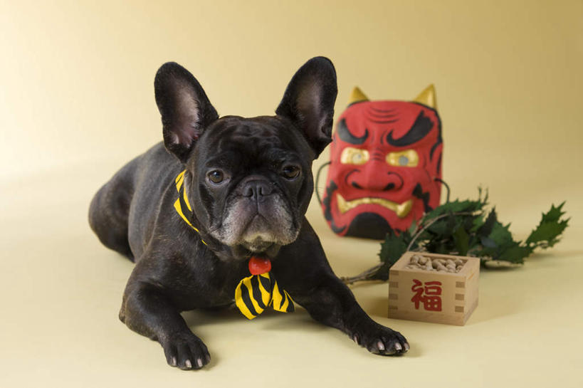 无人,躺,横图,室内,白天,正面,植物,宠物,狗,豆,大豆,蔬菜,一堆,许多,阴影,堆叠,堆积,黄色背景,日本文化,新鲜,斗牛犬,面具,木盒,影子,豆类,豆子,毛豆,食品,注视,盒子,食物,一只,动物,观察,看,鬼脸,可爱,摄影,有机食品,绿色食品,影棚,观看,堆,察看,关注,牛头犬,豆科,东亚文化,忠诚,英国斗牛犬,般若,枝豆,斗牛狗,老虎狗,英国老虎犬,卧着,犬,黄豆,躺着,卧,彩图,全身,影棚拍摄,拍摄,传统文化