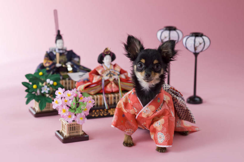无人,坐,横图,室内,白天,正面,宠物,狗,玩具,阴影,粉色背景,朦胧,模糊,日本文化,盛开,玩偶,影子,艺术品,吉娃娃,花蕾,花,花瓣,花朵,鲜花,两个,一个,一只,动物,花苞,花蕊,可爱,摄影,影棚,单个,东亚文化,忠诚,芝娃娃,奇娃娃,手工艺,吉娃娃犬,齐花花,犬,坐着,彩图,全身,影棚拍摄,拍摄,传统文化