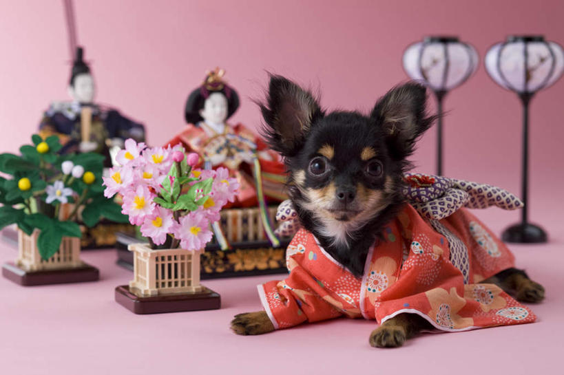 无人,躺,横图,室内,白天,正面,宠物,狗,玩具,阴影,粉色背景,朦胧,模糊,日本文化,盛开,玩偶,影子,艺术品,吉娃娃,花蕾,花,花瓣,花朵,鲜花,两个,一个,一只,动物,花苞,花蕊,可爱,摄影,影棚,单个,东亚文化,忠诚,芝娃娃,奇娃娃,手工艺,吉娃娃犬,齐花花,卧着,犬,躺着,卧,彩图,全身,影棚拍摄,拍摄,传统文化