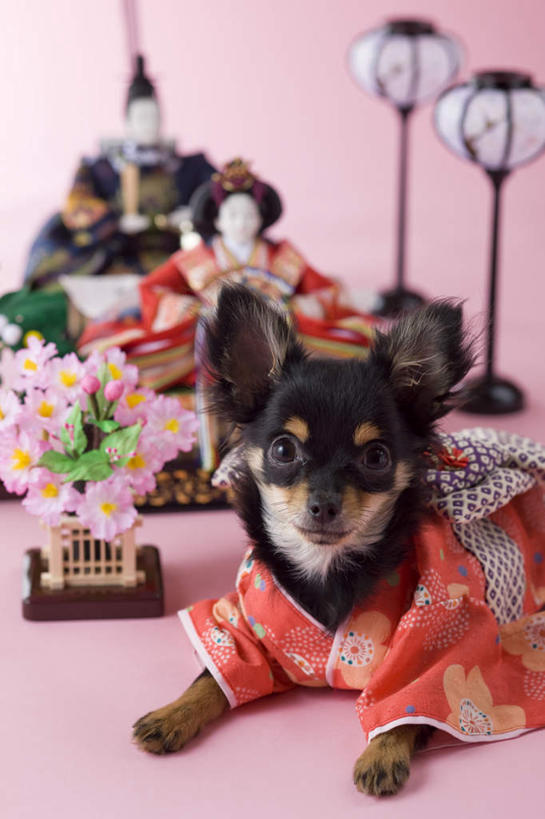 无人,躺,竖图,室内,特写,白天,正面,宠物,狗,玩具,阴影,粉色背景,朦胧,模糊,日本文化,盛开,玩偶,影子,艺术品,吉娃娃,花蕾,花,花瓣,花朵,鲜花,两个,一个,一只,动物,花苞,花蕊,可爱,摄影,影棚,单个,东亚文化,忠诚,芝娃娃,奇娃娃,手工艺,吉娃娃犬,齐花花,卧着,犬,躺着,卧,半身,彩图,影棚拍摄,拍摄,传统文化