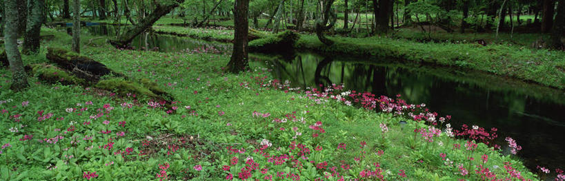 无人,横图,俯视,室外,白天,旅游,度假,草地,草坪,花海,花圃,河流,美景,树林,水,植物,叶子,日光,日本,亚洲,阴影,盛开,反射,影子,河水,景观,水流,花蕾,娱乐,草,花,花瓣,花朵,鲜花,树,树木,绿色,自然,花丛,花束,花田,花苞,花蕊,享受,休闲,景色,放松,生长,成长,自然风光,东亚,本州,关东地方,本州岛,日本国,栃木,栃木县,彩图,高角度拍摄