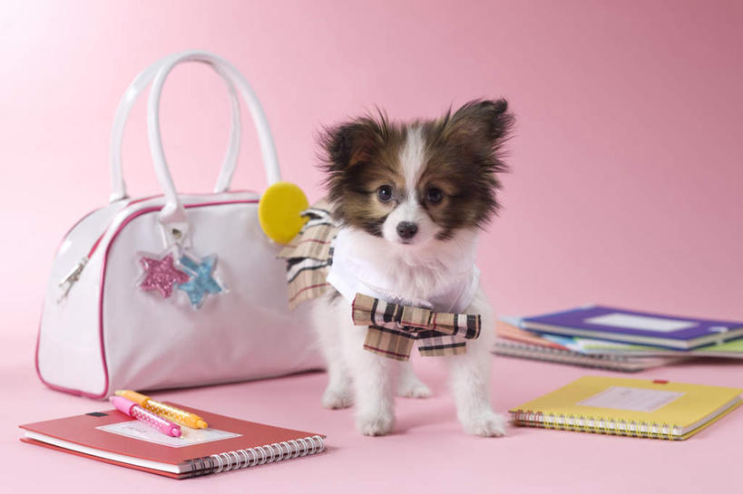 无人,站,横图,室内,白天,正面,裙子,宠物,狗,书籍,阴影,粉色背景,服装,包,笔,皮包,影子,圆珠笔,注视,蝶耳犬,蝴蝶犬,一个,一只,动物,观察,看,站着,可爱,摄影,影棚,单个,观看,单肩包,察看,关注,忠诚,巴比伦犬,书,图书,犬,站立,彩图,全身,影棚拍摄,拍摄