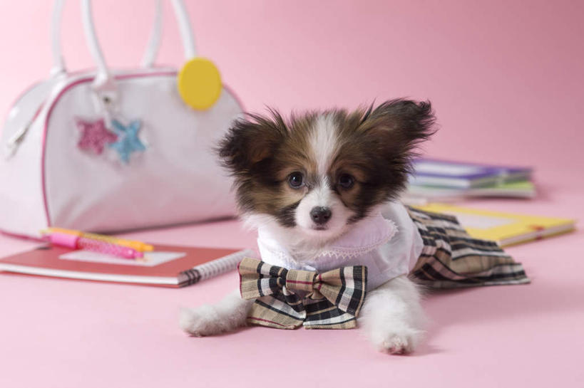 无人,躺,横图,室内,白天,正面,裙子,宠物,狗,书籍,阴影,粉色背景,服装,包,笔,皮包,影子,圆珠笔,注视,蝶耳犬,蝴蝶犬,一个,一只,动物,观察,看,可爱,摄影,影棚,单个,观看,单肩包,察看,关注,忠诚,巴比伦犬,卧着,书,图书,犬,躺着,卧,彩图,全身,影棚拍摄,拍摄