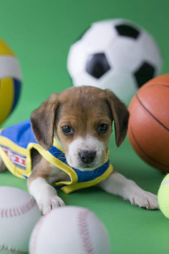 无人,竖图,室内,白天,正面,锻炼,运动,网球,排球,篮球,棒球,垒球,足球,宠物,狗,绿色背景,阴影,朦胧,模糊,影子,猎犬,注视,球,一个,一只,动物,观察,看,趴着,球体,可爱,摄影,影棚,单个,观看,察看,关注,忠诚,体育,犬,趴,半身,彩图,影棚拍摄,健身,拍摄