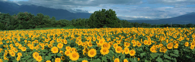 无人,横图,室外,白天,正面,爱情,幸福,花海,花圃,山,山脉,树林,太阳,植物,向日葵,叶子,日本,亚洲,许多,盛开,山峰,云,云朵,山峦,花蕾,云彩,花,花瓣,花朵,鲜花,树,树木,黄色,蓝色,绿色,白云,蓝天,天空,自然,花丛,花束,花田,群山,天,花苞,花蕊,太阳花,生长,晴朗,成长,光辉,东亚,沉默,忠诚,本州,本州岛,日本国,中部地方,山梨,山梨县,勇敢,投缘,爱慕,高傲,朝阳花,葵花,望日莲,向阳花,转日莲,晴空,彩图