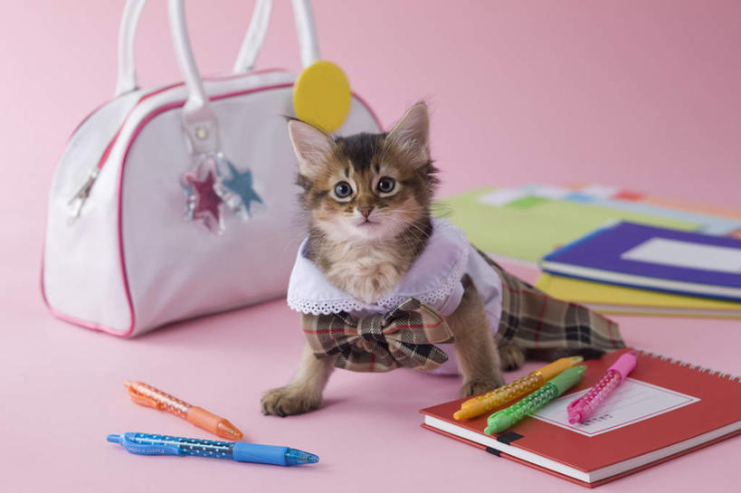 无人,站,横图,室内,白天,正面,裙子,宠物,猫,书籍,阴影,粉色背景,服装,包,笔,皮包,影子,圆珠笔,注视,一个,一只,动物,观察,看,站着,可爱,摄影,影棚,单个,观看,单肩包,察看,关注,猫咪,书,图书,站立,彩图,全身,影棚拍摄,拍摄