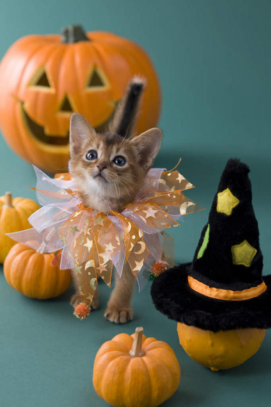 无人,竖图,俯视,室内,白天,宠物,猫,南瓜,帽子,许多,绿色背景,阴影,纸质,节日,庆祝,影子,灯光,金瓜,注视,文化,生日帽,番瓜,灯,一个,一只,动物,灯具,看,庆典,南瓜灯,万圣节,可爱,摄影,影棚,单个,纪念,麦瓜,倭瓜,小丑帽,照明设备,关注,三角帽,狂欢帽,派对帽,聚会帽,纸帽,索马里猫,抬头,仰头,彩图,高角度拍摄,全身,影棚拍摄,拍摄