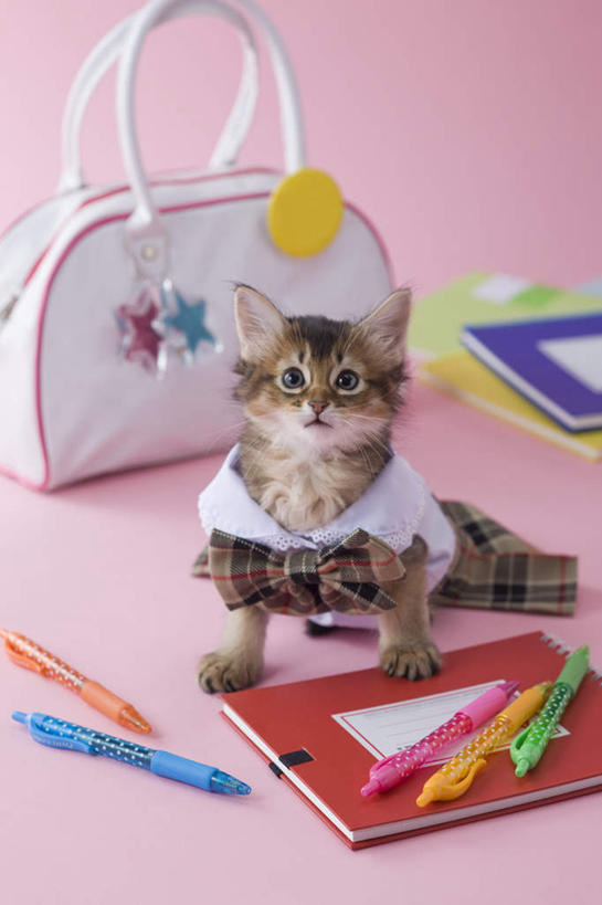 无人,坐,竖图,俯视,室内,白天,裙子,宠物,猫,书籍,阴影,粉色背景,服装,包,笔,皮包,影子,圆珠笔,注视,一个,一只,动物,看,可爱,摄影,影棚,单个,单肩包,关注,猫咪,索马里猫,书,图书,抬头,仰头,坐着,彩图,高角度拍摄,全身,影棚拍摄,拍摄